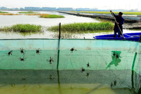 宣都会龙虾稻田种养及深加工项目立项申请可行性研究报告